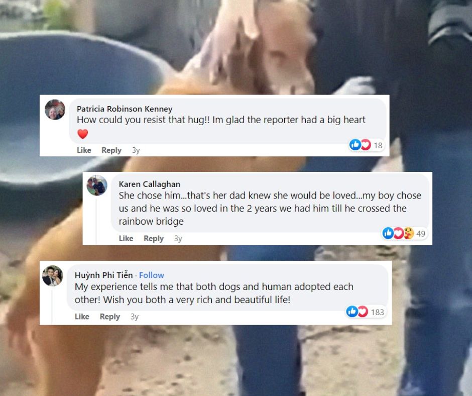 comments for a dog that needs to be adopted