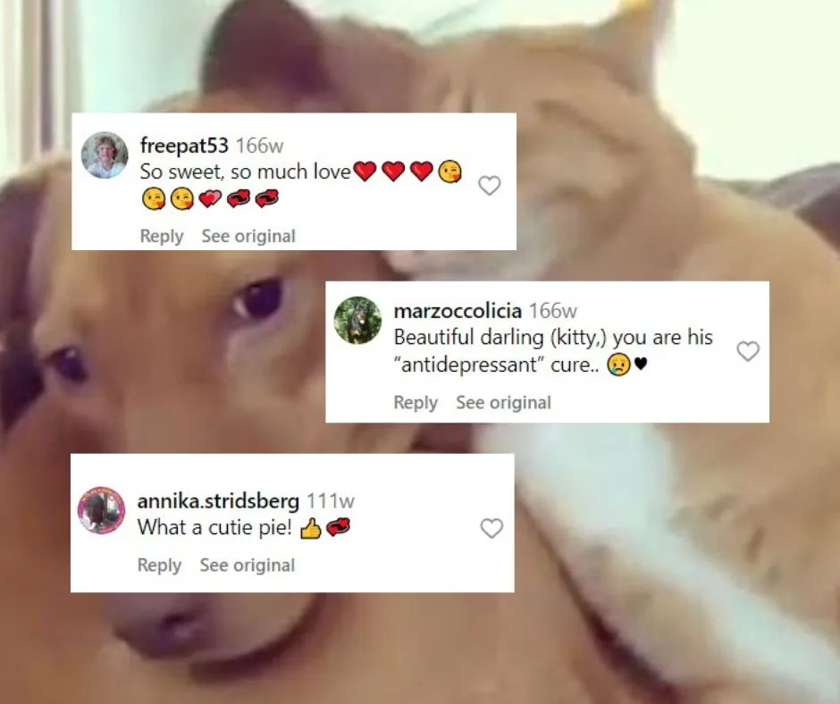 comentarios para perro y gato