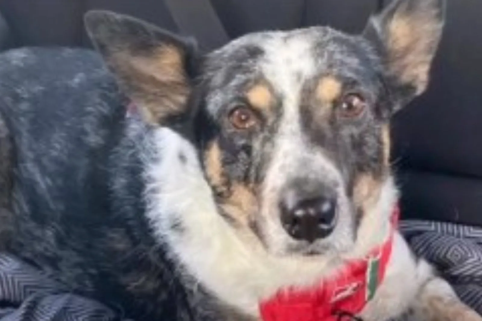 perro negro confundido sentado en un auto
