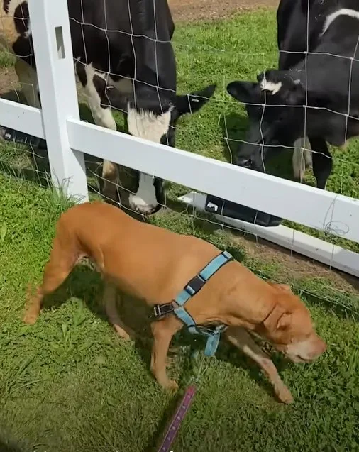 cows looking at dog