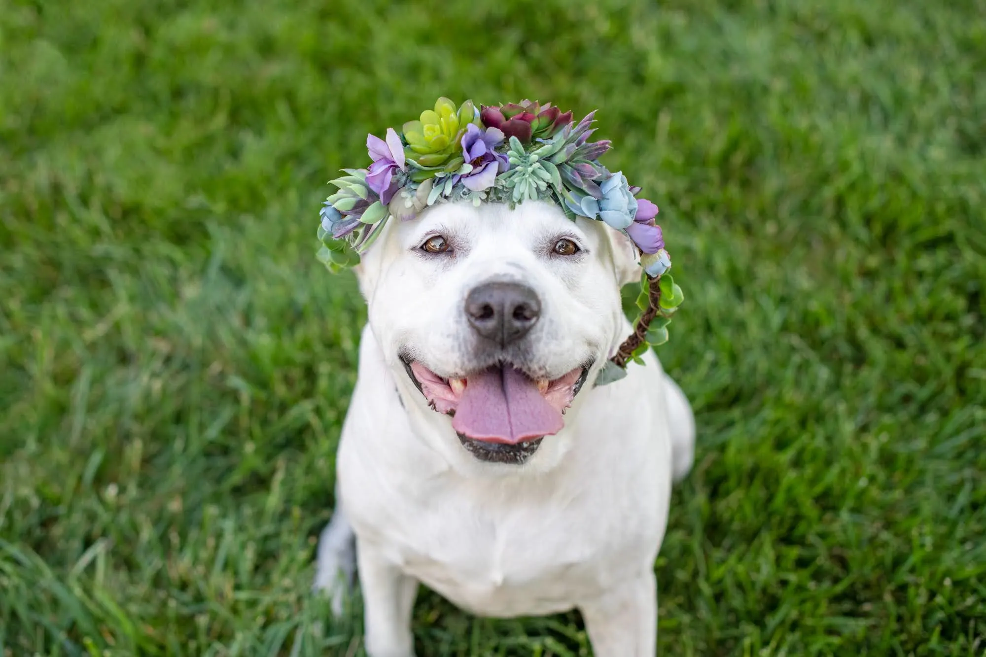 lindo perro con corona de flores en la cabeza