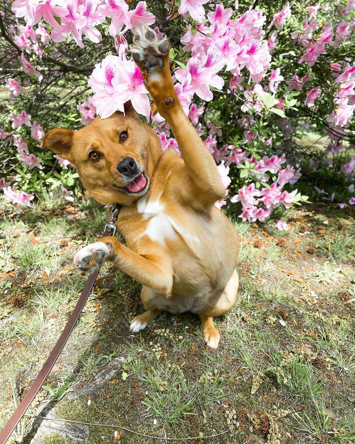cute dog with tree flowers