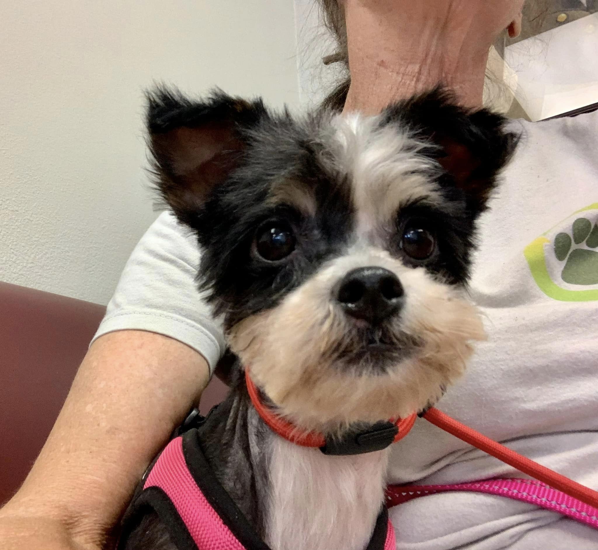 cute little dog