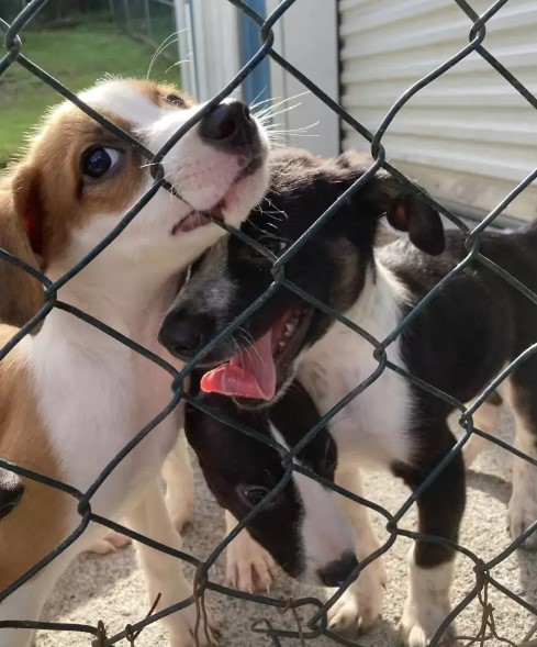 cute puppy behind the fence