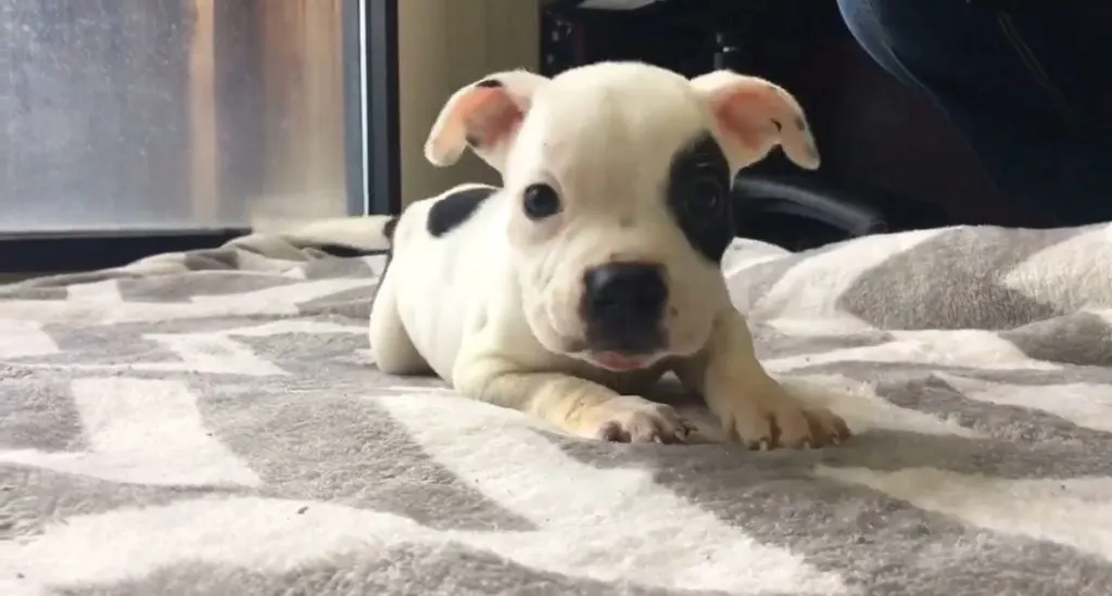 cute puppy lies on the bed and looks at the camera