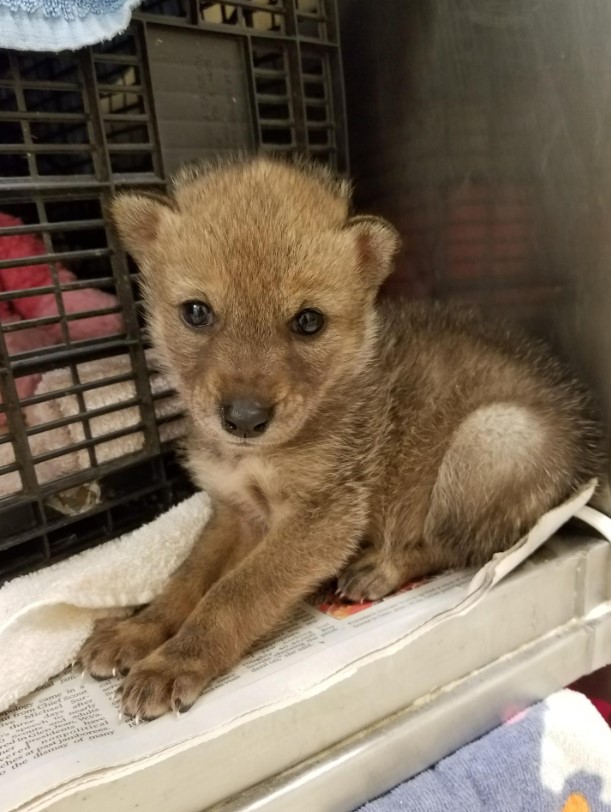 cute puppy looking at the camera