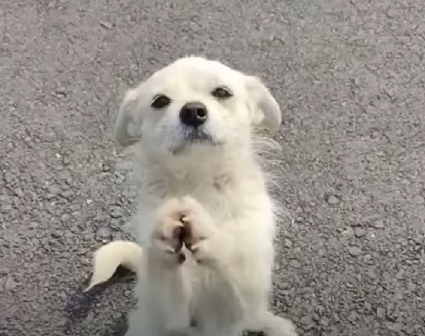 cute white puppy