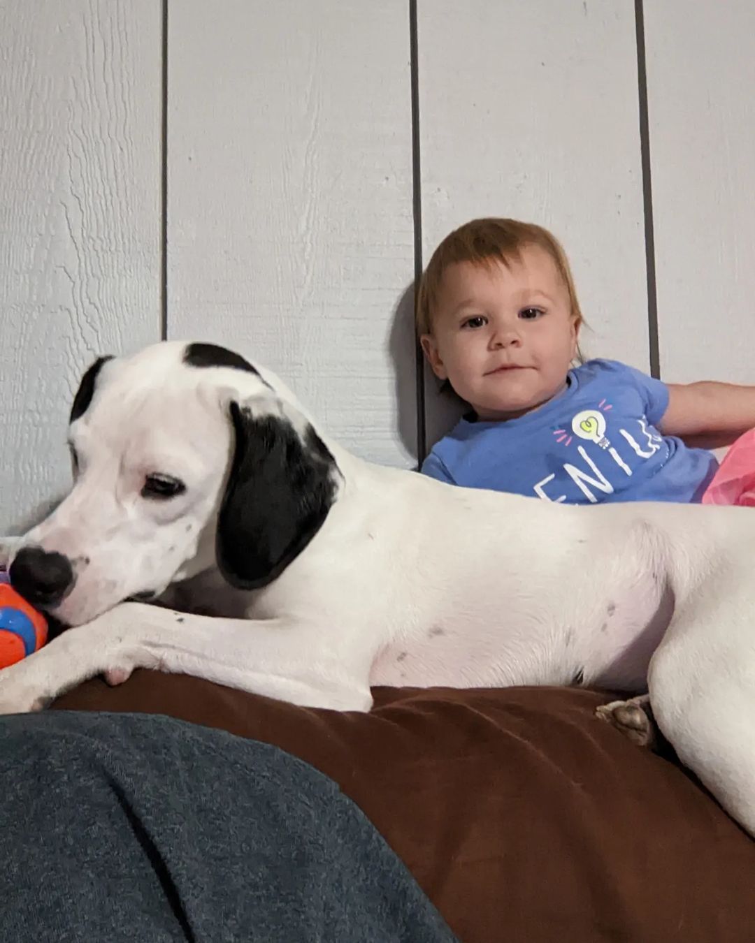 dog and a baby lying in bed