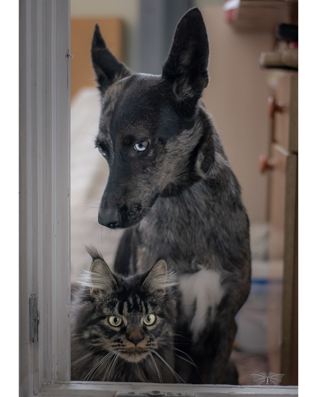 dog and a cat looking through glass door