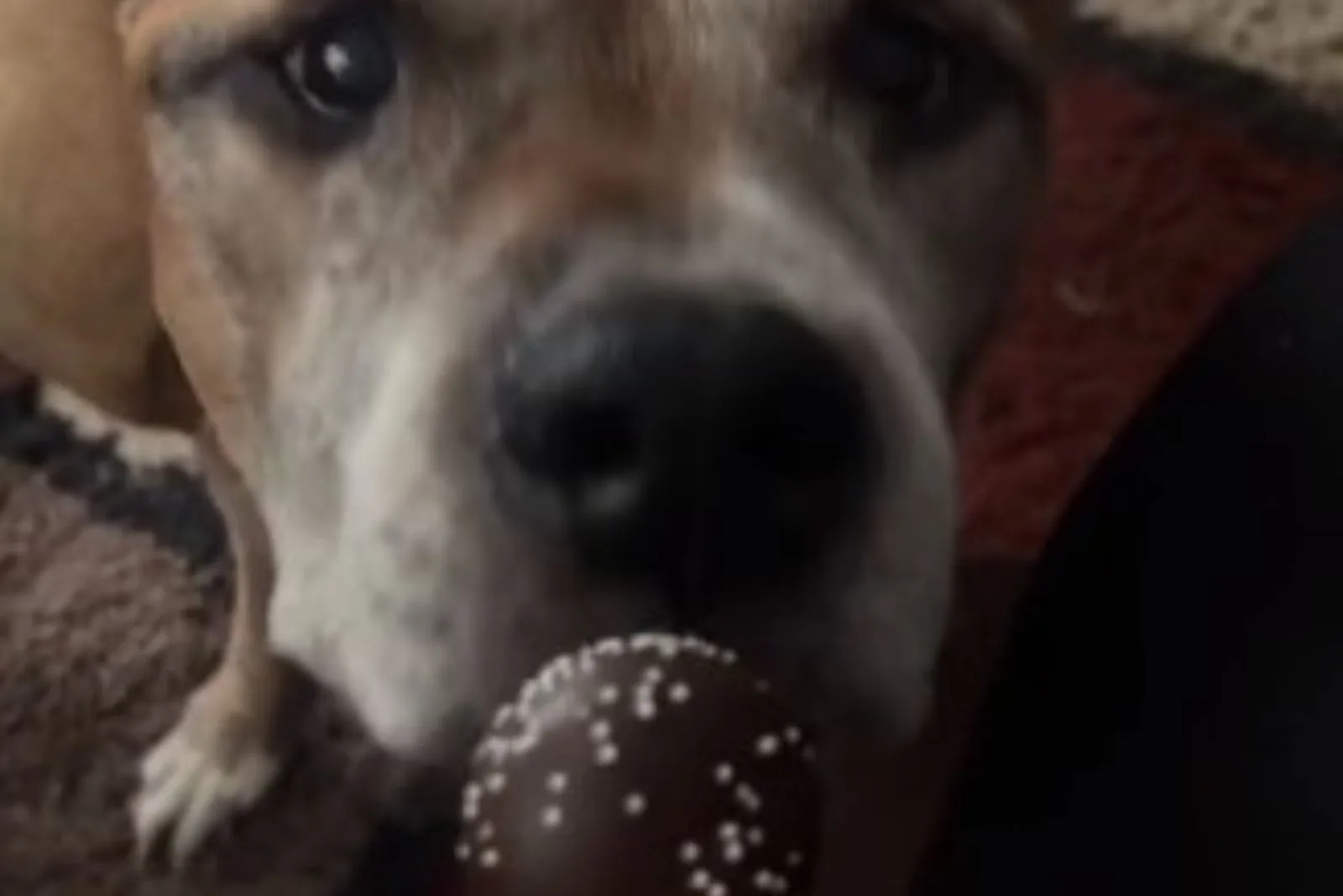 perro y una paleta