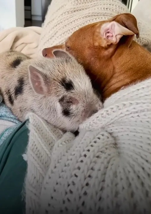dog and pig laying
