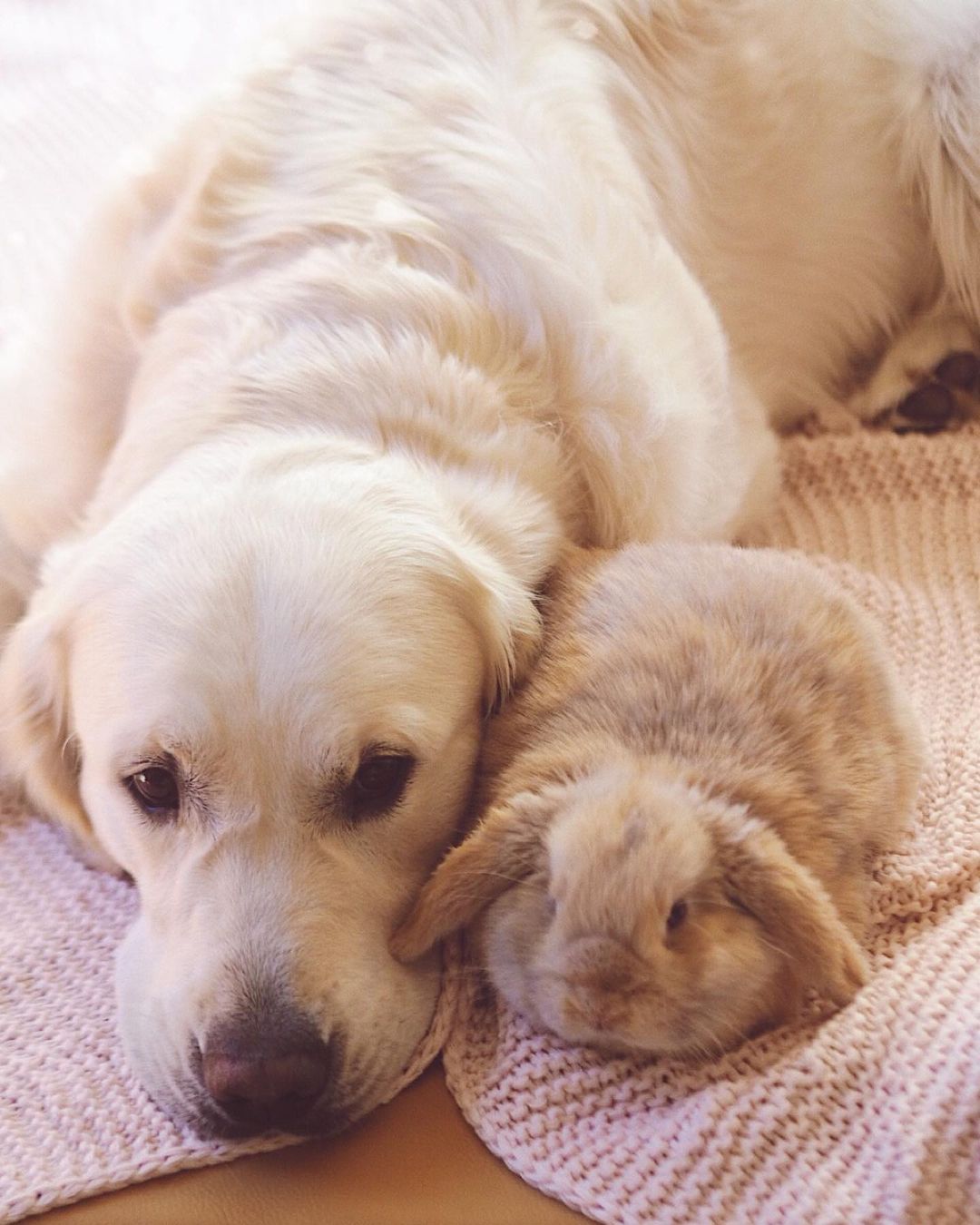 dog and rabbit chilling on the floor