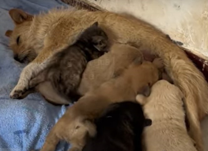 dog breastfeeding puppies and a cat