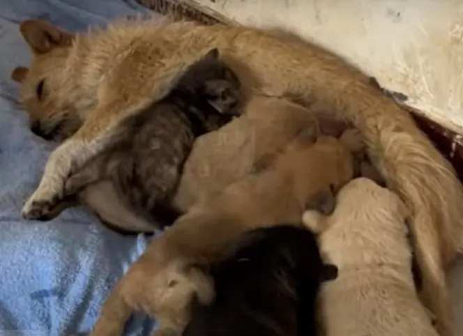 dog breastfeeding puppies and a cat