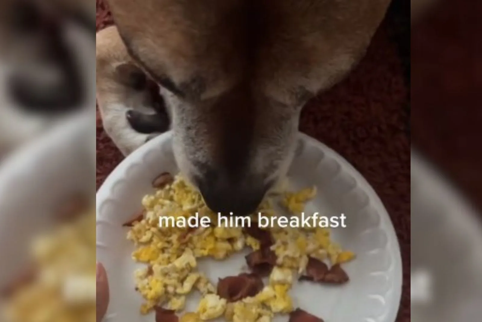 perro desayuna