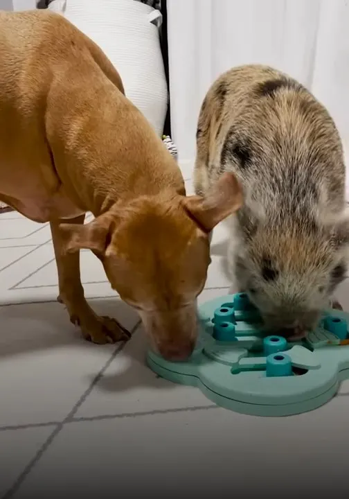 dog eats together with piggy