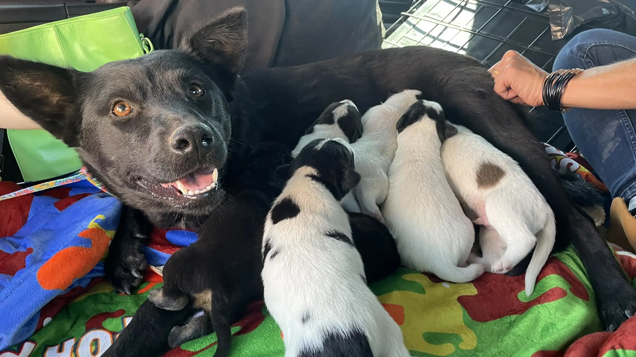 perro alimentando a sus cachorros
