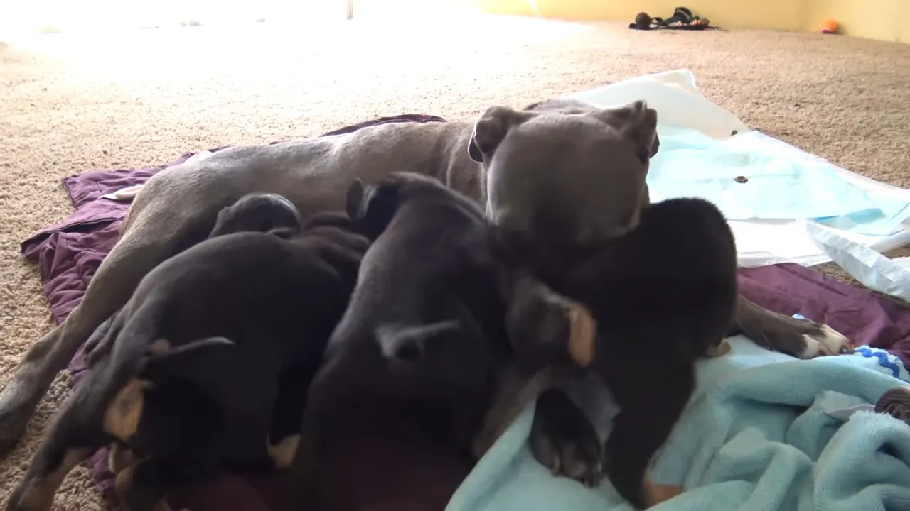 mama dog with her puppies who are breastfeeding