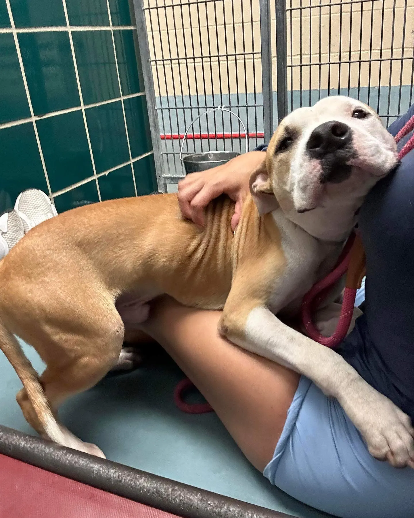 dog hugging with shelter woman