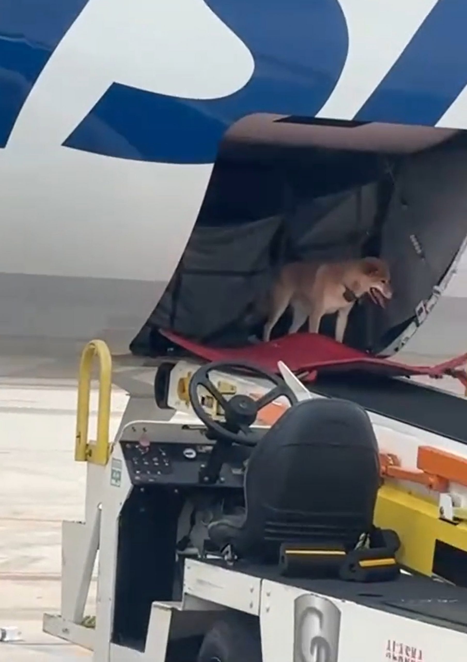 dog in aeroplane