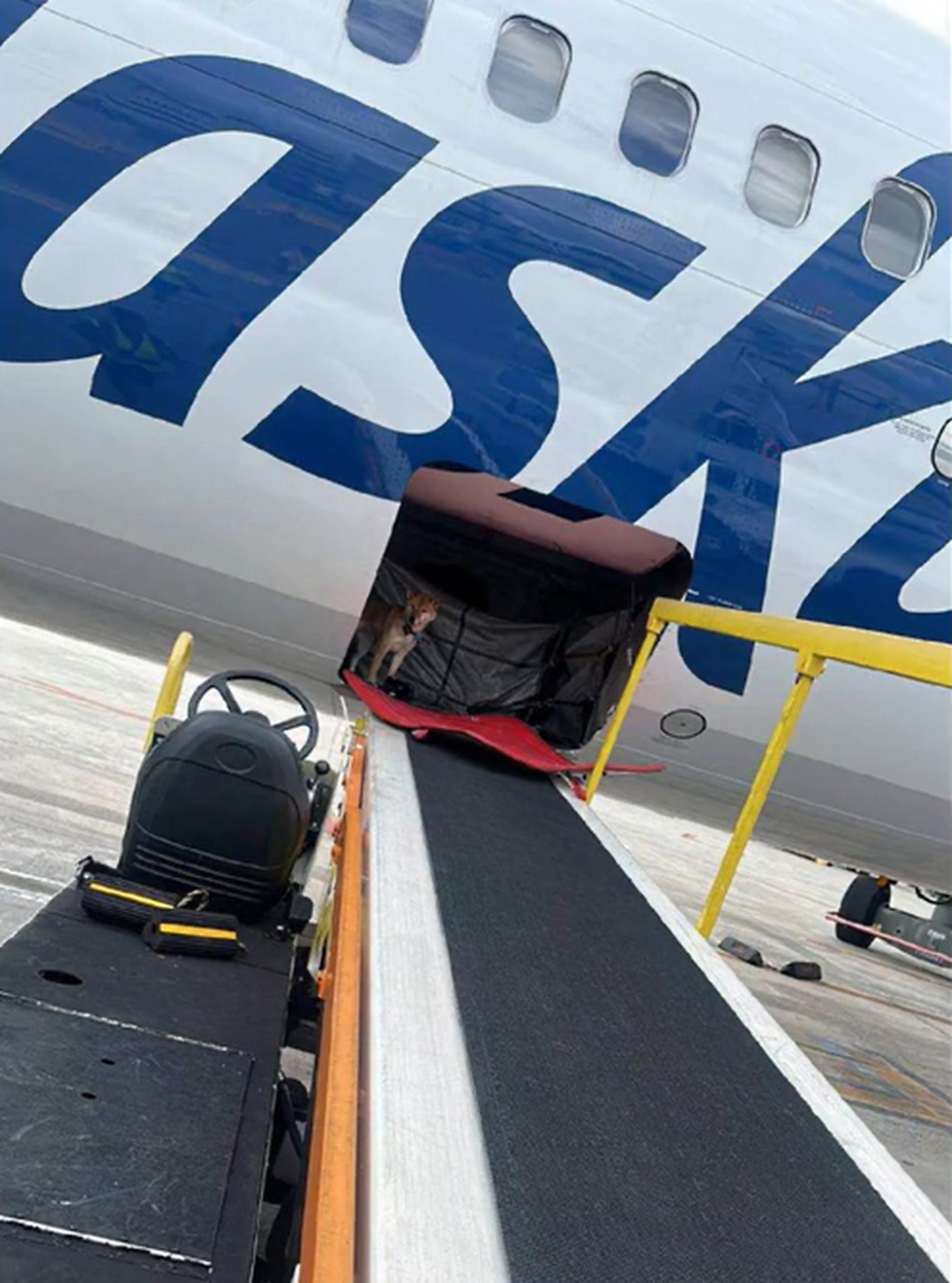 dog in airplane luggage