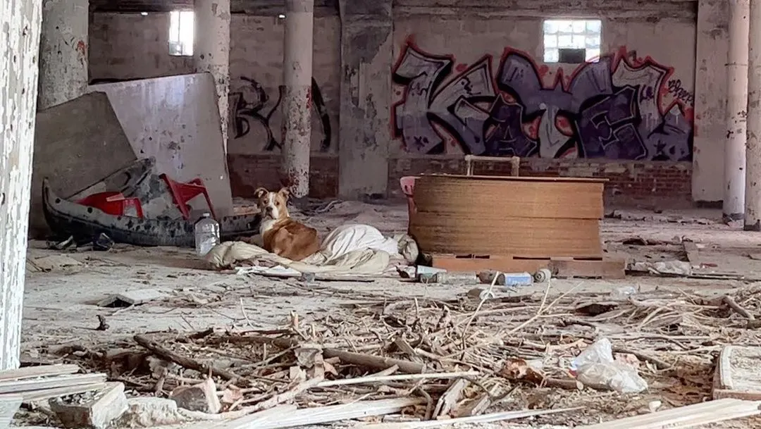 dog in an abandoned building