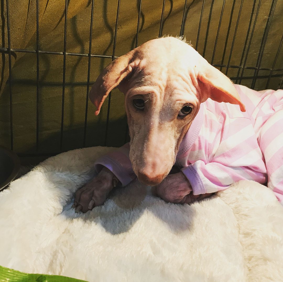dog laying in a cage