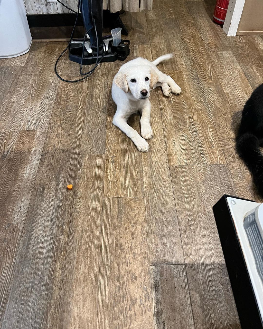 dog laying on the floor