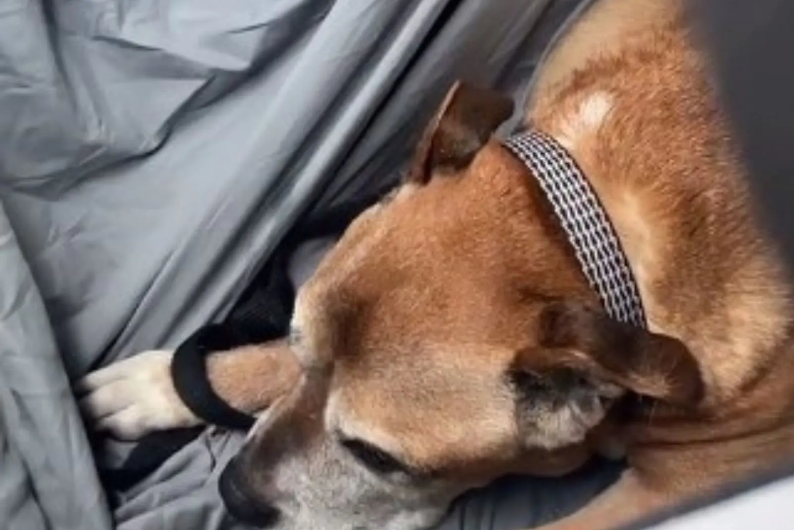 perro acostado quieto
