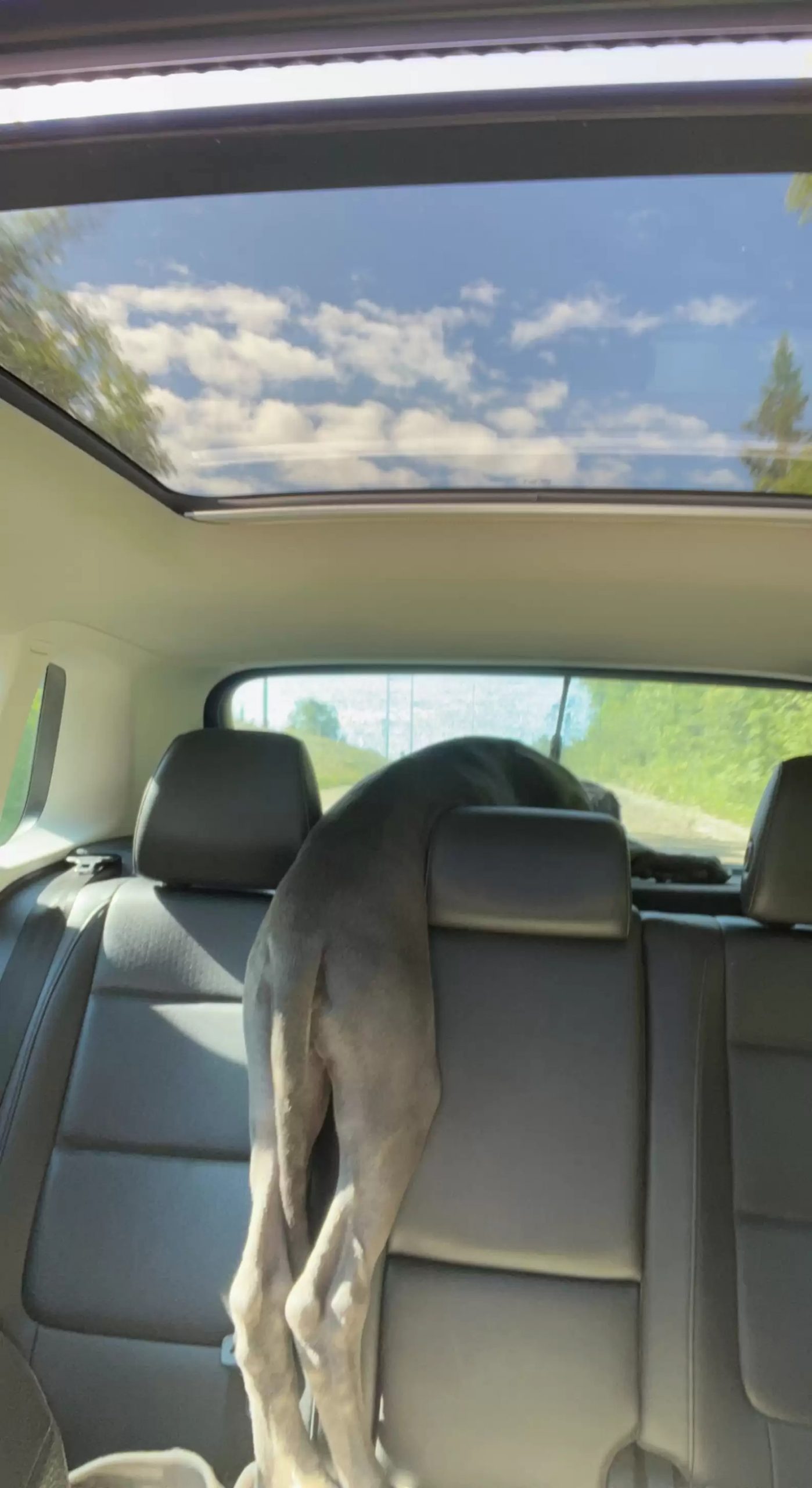 dog leaning over back seat of a car