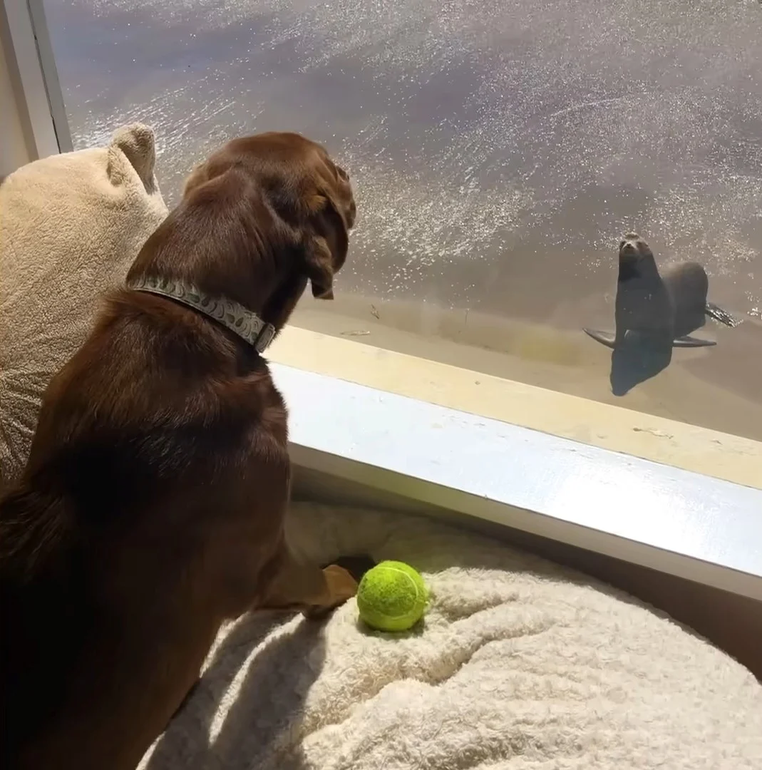 perro mirando león marino