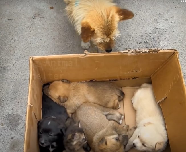dog looking puppies and a cat in a box