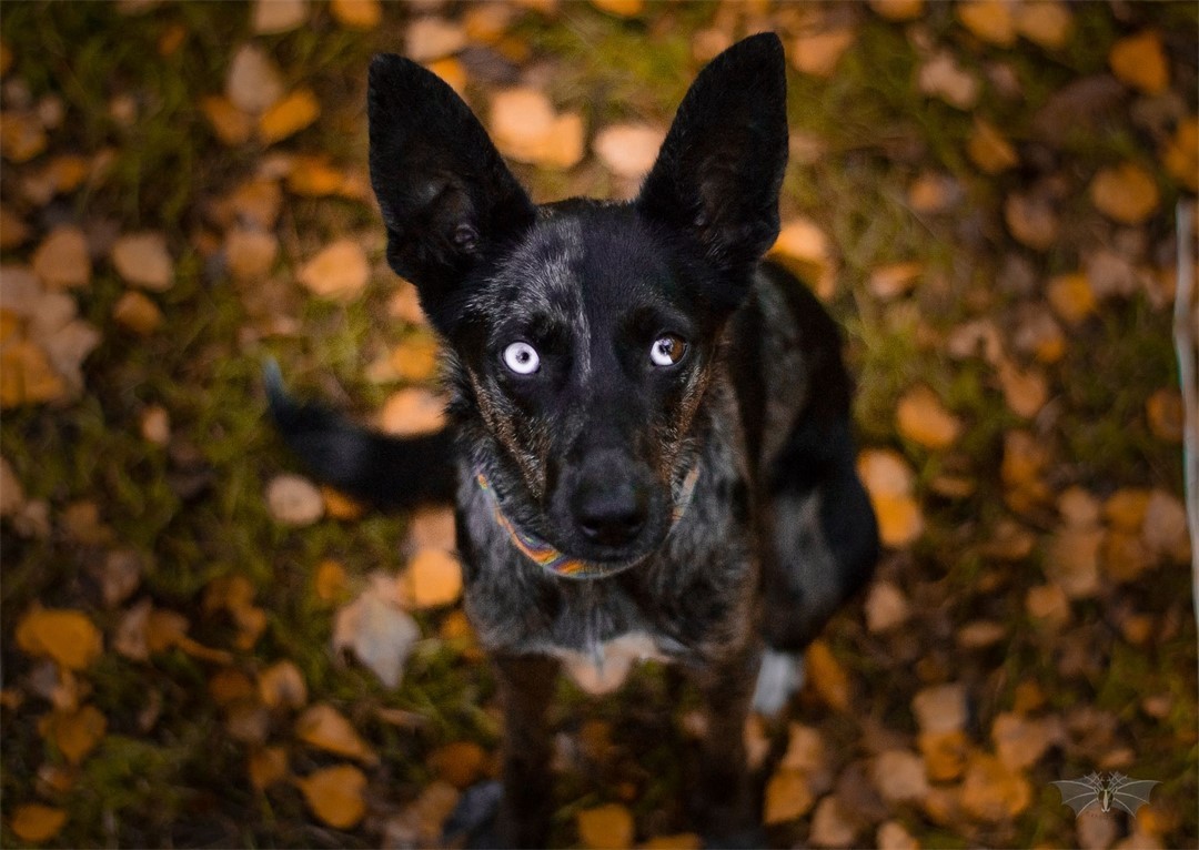 dog luna sitting and looking up