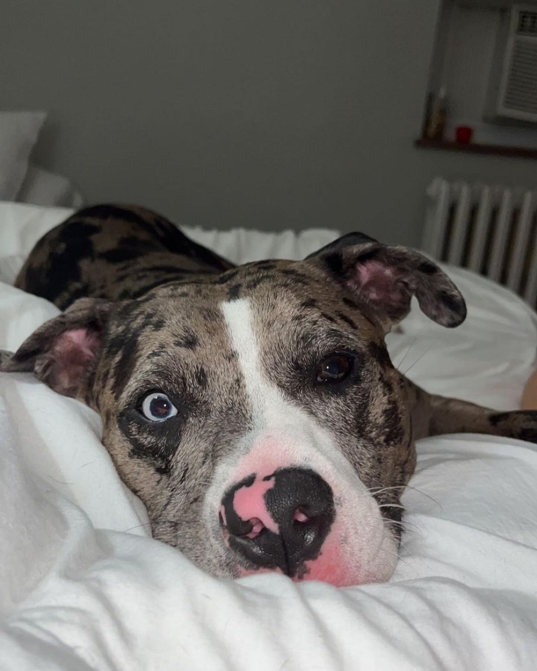 dog lying on the bed