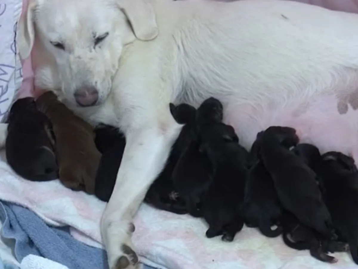 perro mamá alimentando cachorros