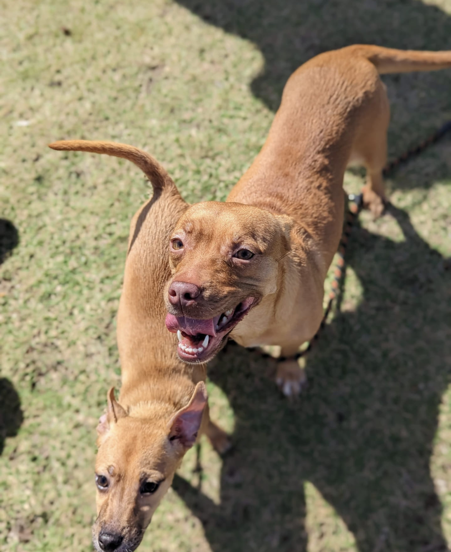 dog mom named goji standing next to another dog