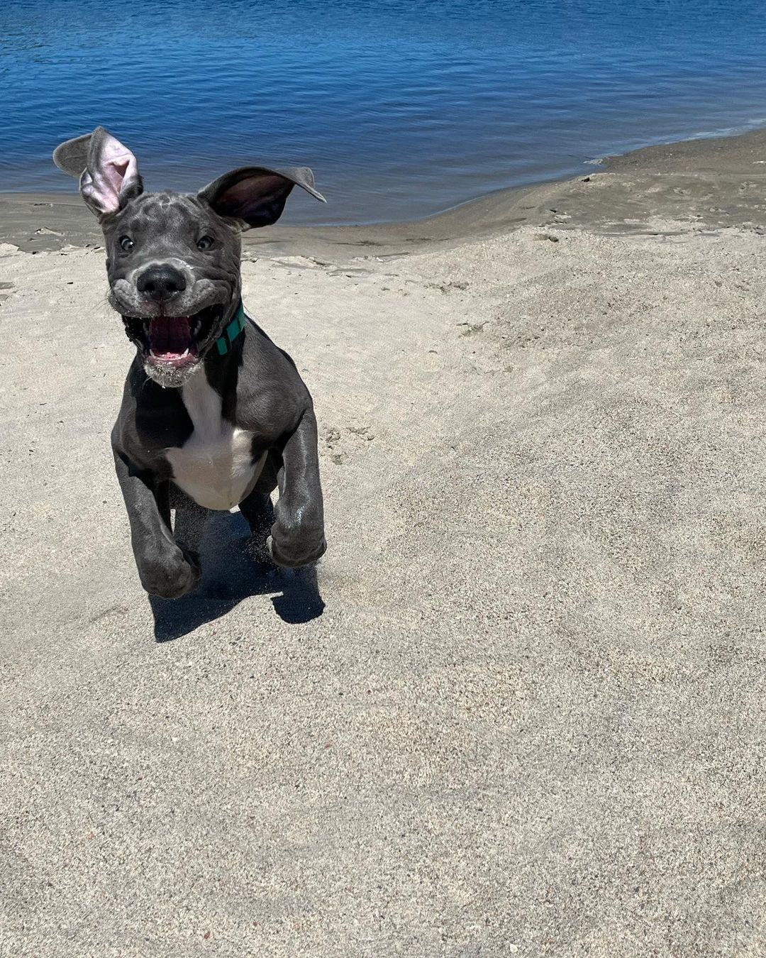 dog named howard at the beach
