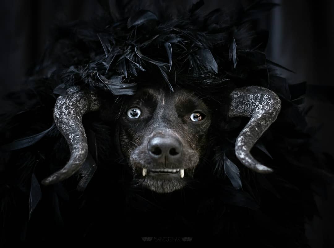 dog named luna wearing horns for halloween