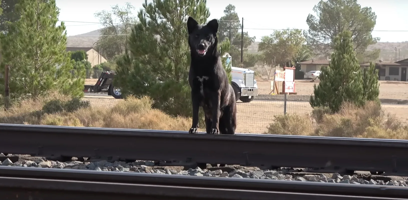 perro en el ferrocarril