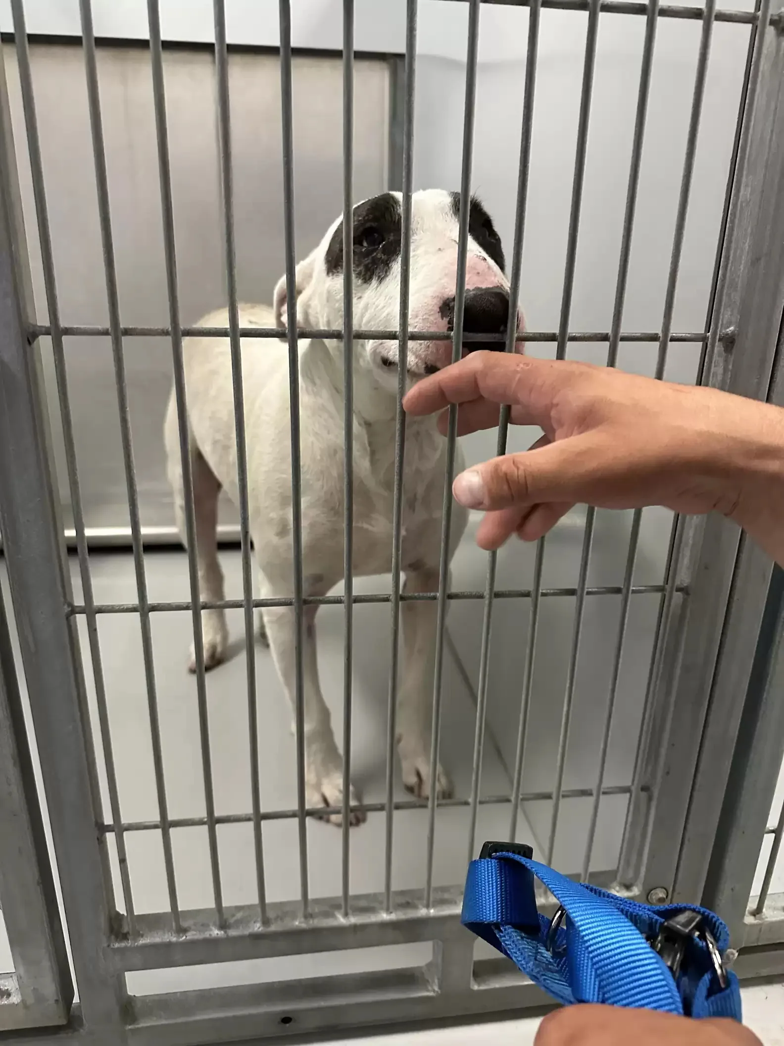 dog panda in a kennel