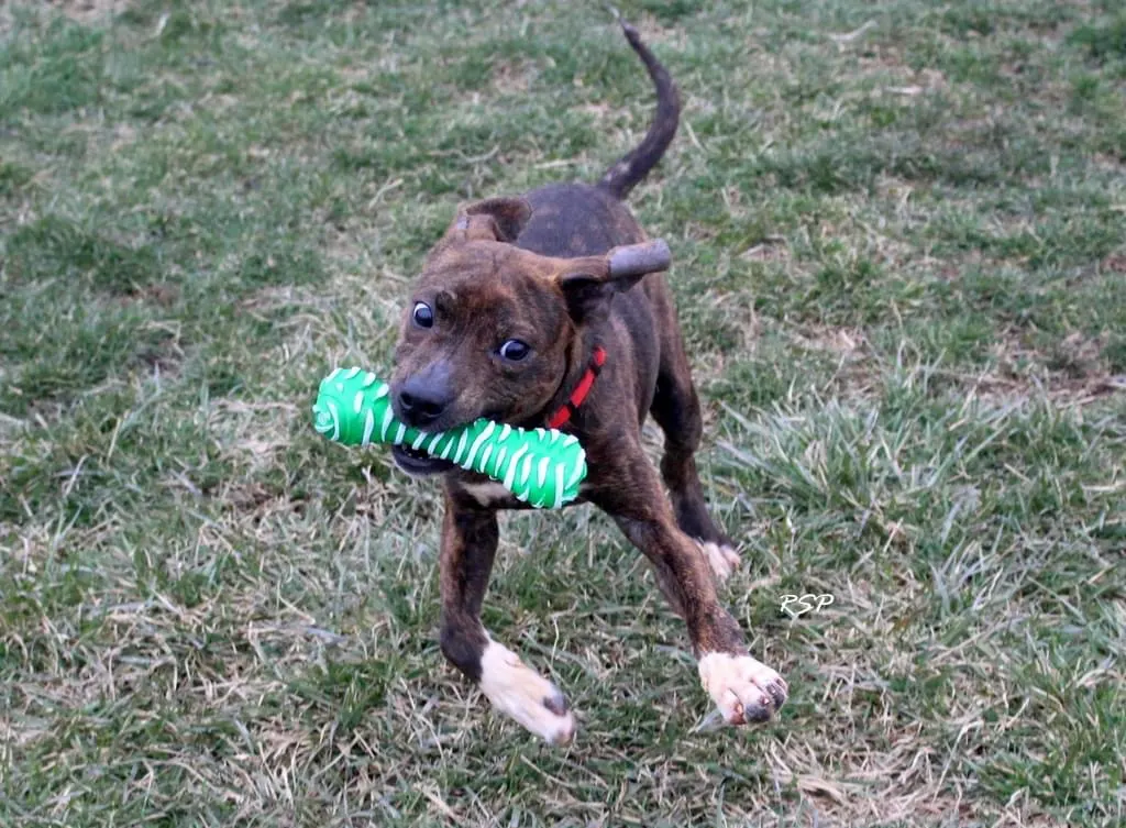 dog playing with a green dog toy