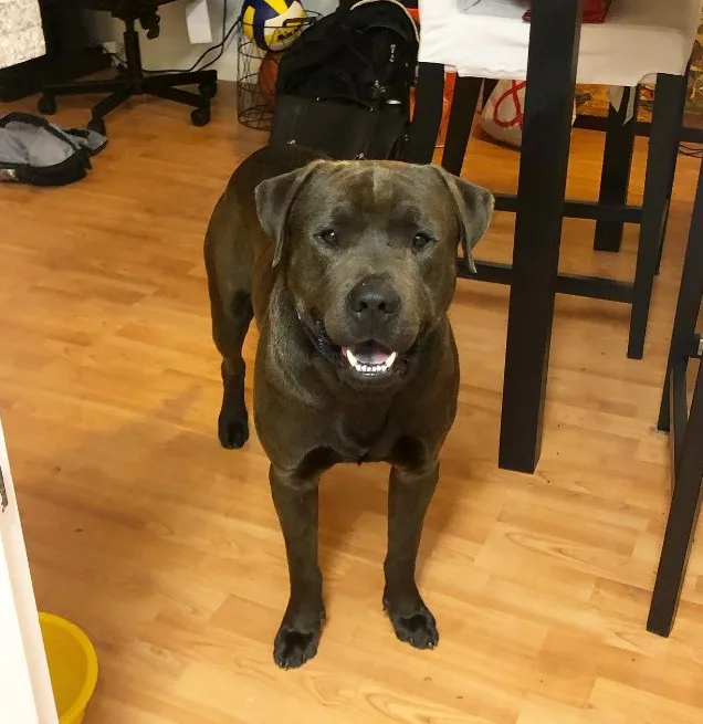 retrato de perro en laminado