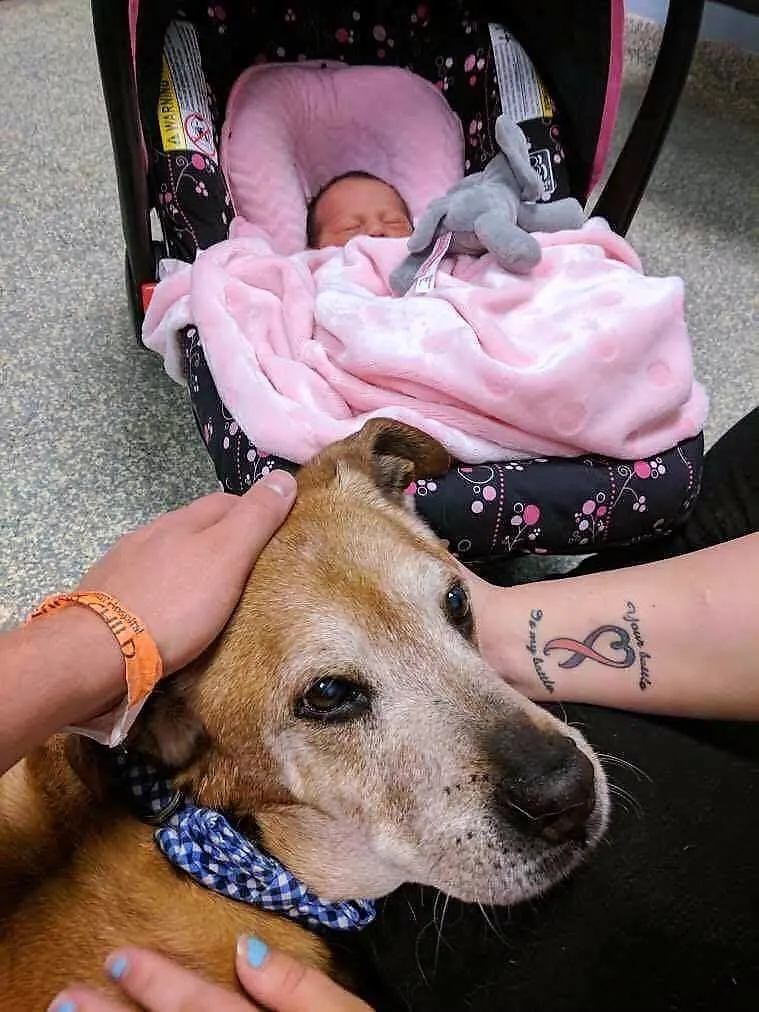dog rocky sitting next to a newborn baby