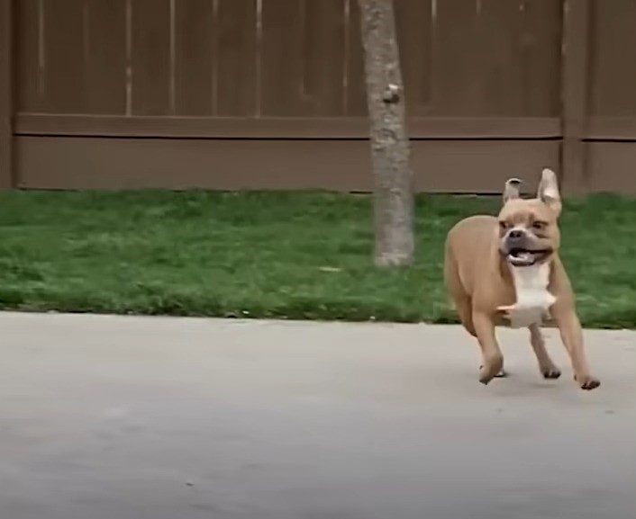 dog running on the street