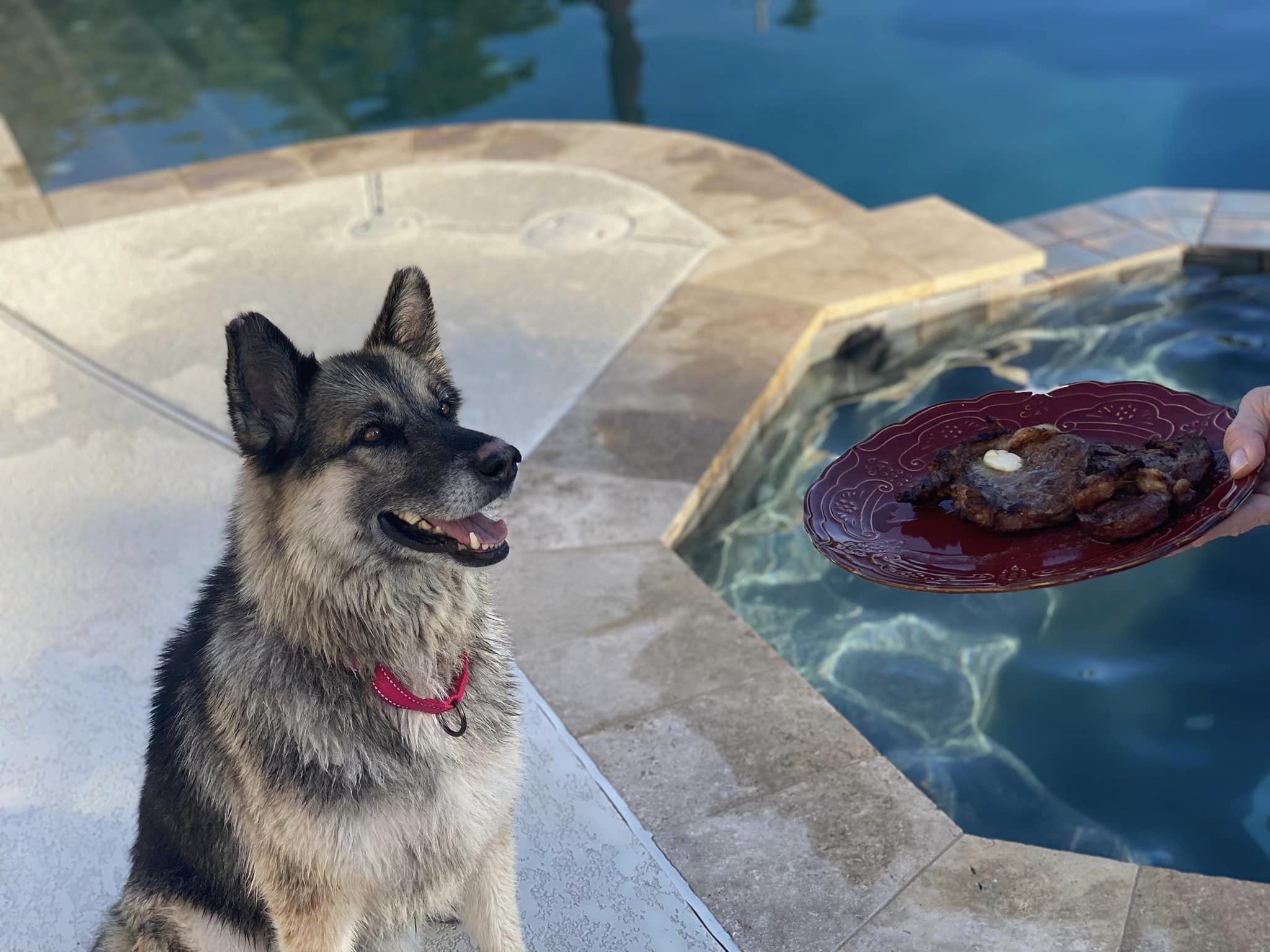 dog sheba sitting next to a pool and looking at a plate of food