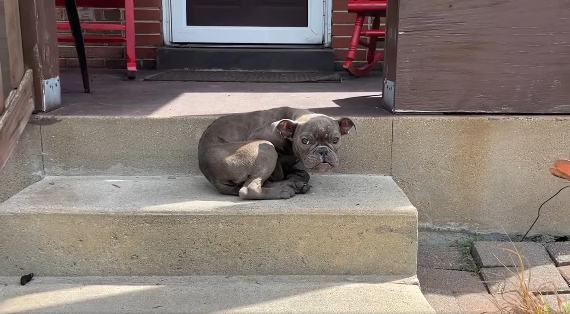 dog sitting at the stairs