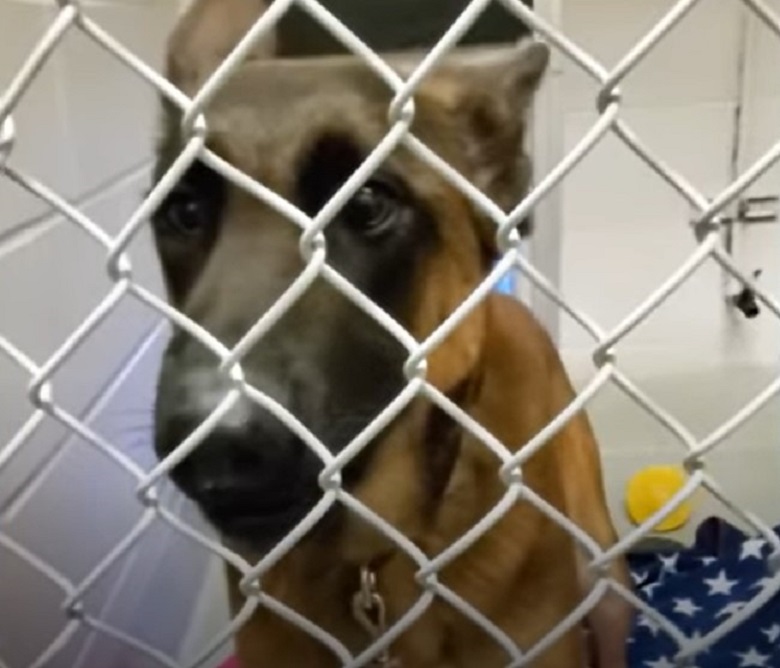 dog sitting behind the bars