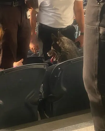 dog sitting in the audience at metallica concert