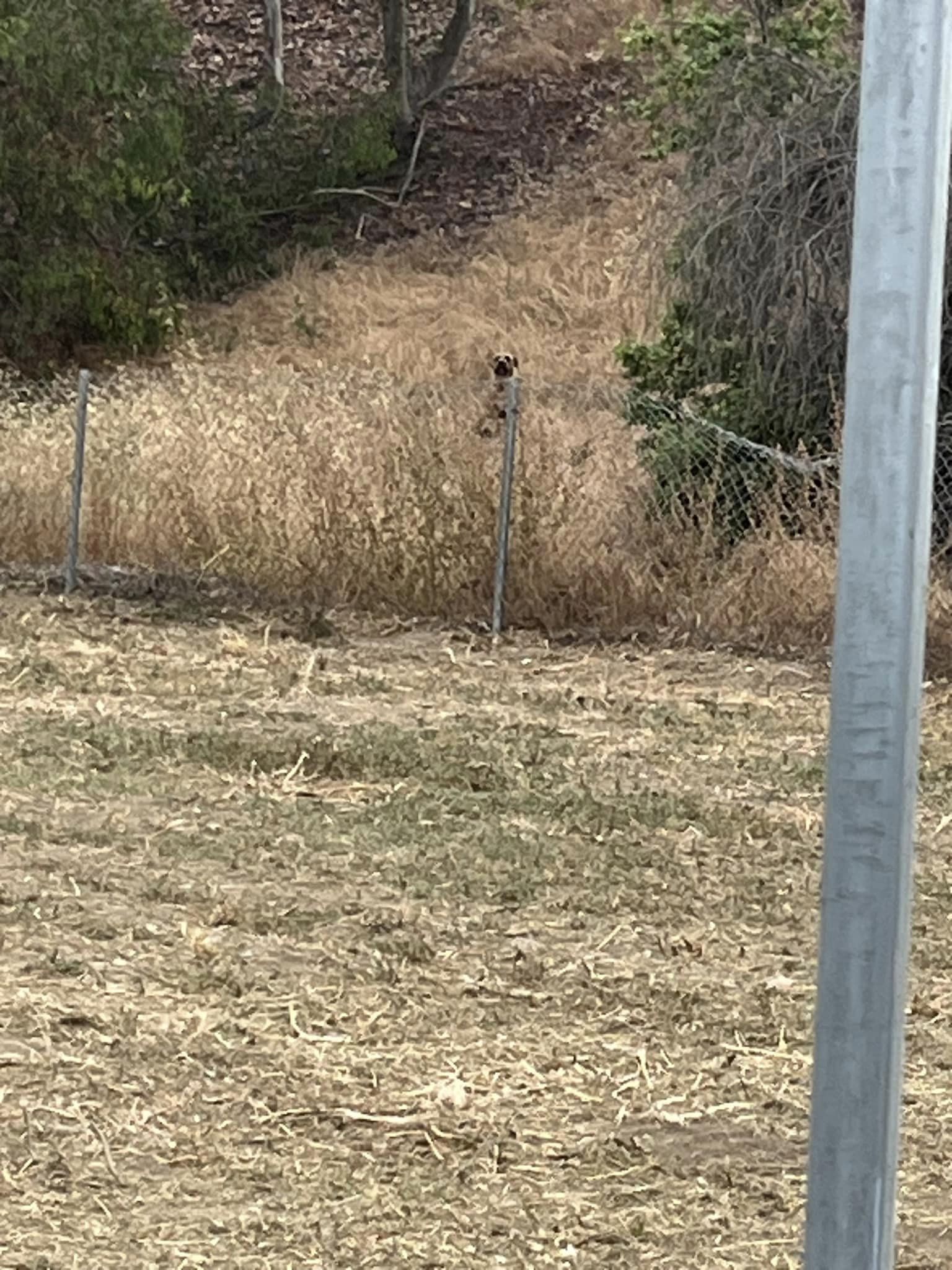 dog sitting in the high grass