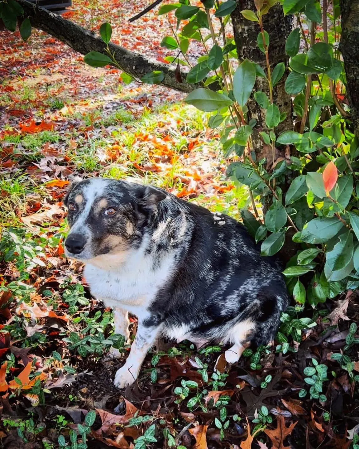 perro sentado cerca del árbol